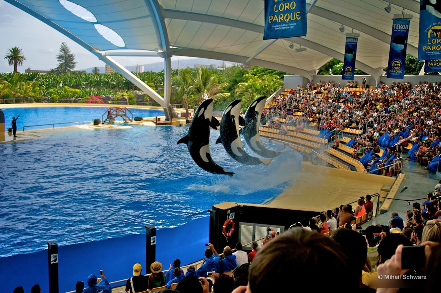 Synchronisierter Sprung bei der Orca-Show im Loro Parque