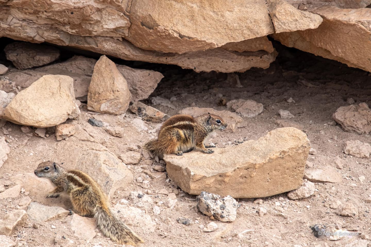 Eichhörnchen, die auf dem Berg leben