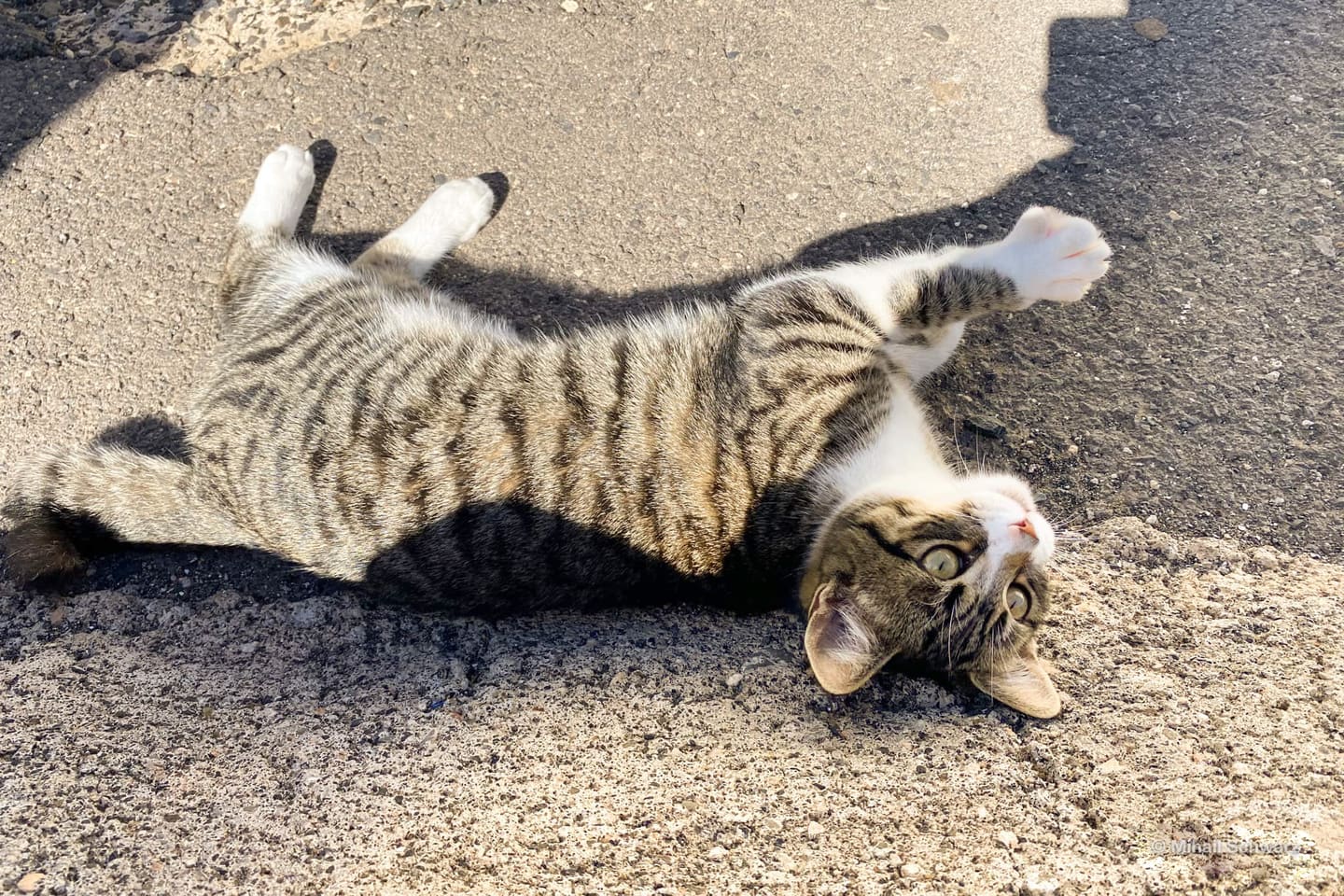 Kitty