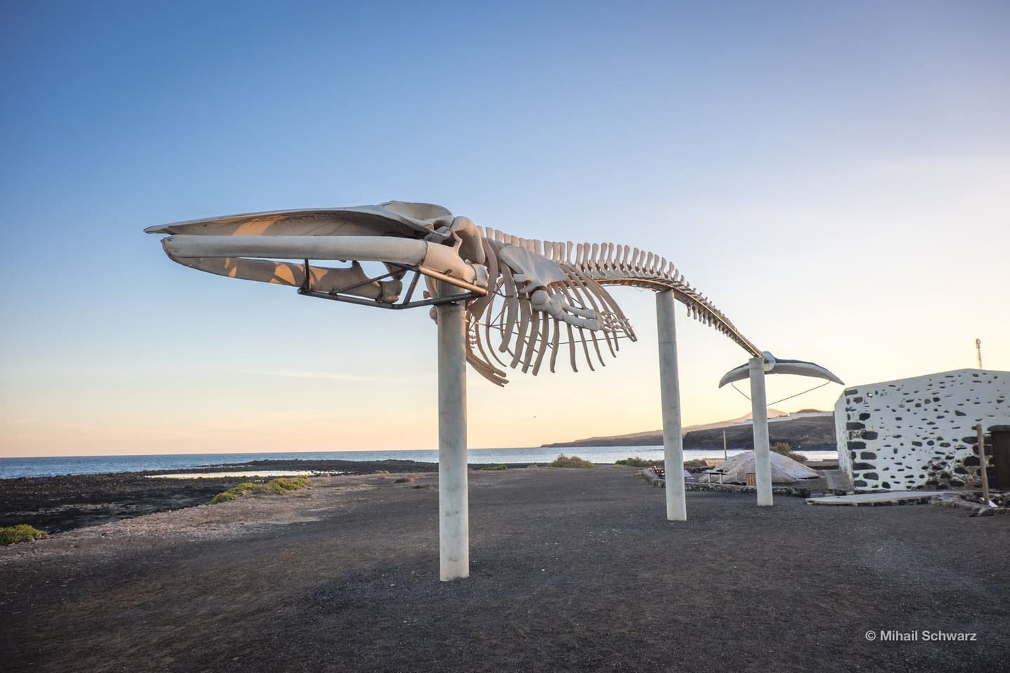 Sperm Whale Skeleton